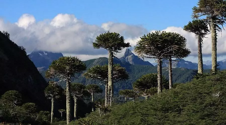 Rutas panorámicas de Coñaripe